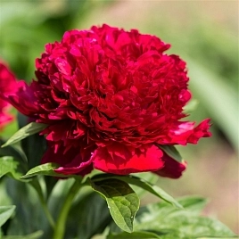 Пион молочноцветковый 'Ред Чарм' (красный)