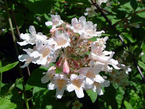 Кольквиция прелестная 'Пинк Клоуд'