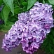 Сирень обыкновенная 'Мечта' (сине -лиловая)