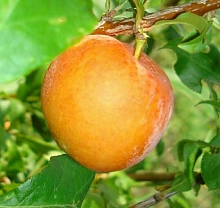 Алыча 'Оранжевая'