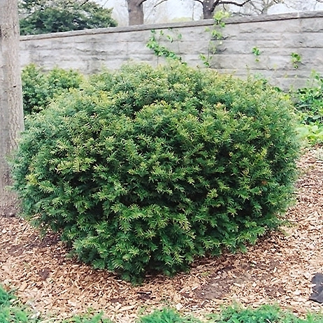 Тис средний 'Броуни'