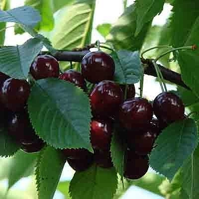 Черешня 'Итальянка' Черешня 'Итальянка'