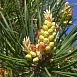 Сосна обыкновенная
