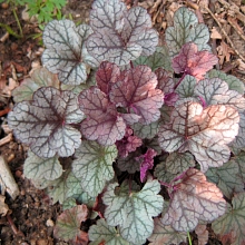 Гейхера гибридная 'Шуга Фростинг'
