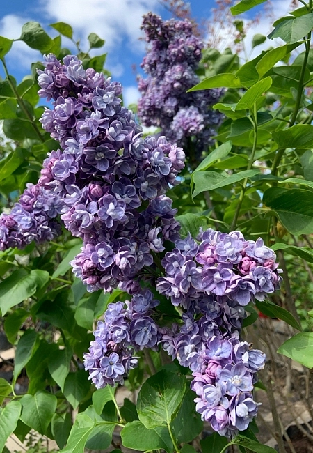 Сирень обыкновенная 'Память о Вавилове' (лилово - синяя)