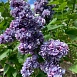 Сирень обыкновенная 'Память о Вавилове' (лилово - синяя)