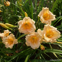 Лилейник гибридный 'Мини Перл'