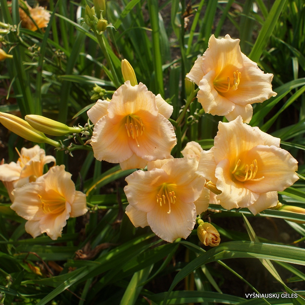 Лилейник гибридный 'Мини Перл'