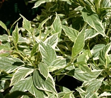 Дерен отпрысковый 'Вайт Голд'