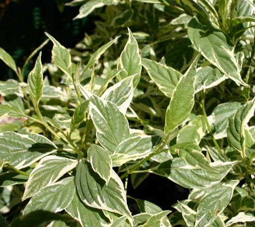 Дерен отпрысковый 'Вайт Голд'