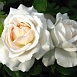 Роза 'Ариана де Ротшильд' (чайно-гибридная) (белая)