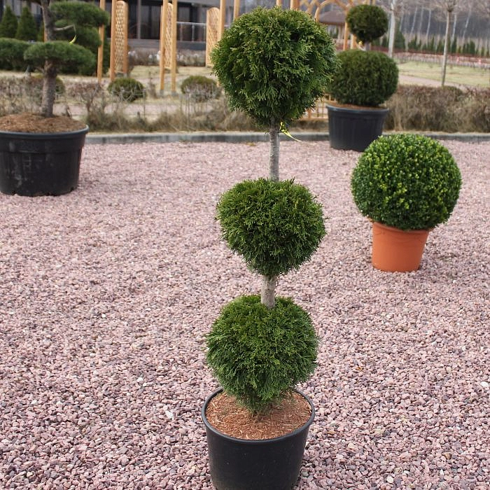 Туя западная 'Смарагд' бонсай  3 шара
