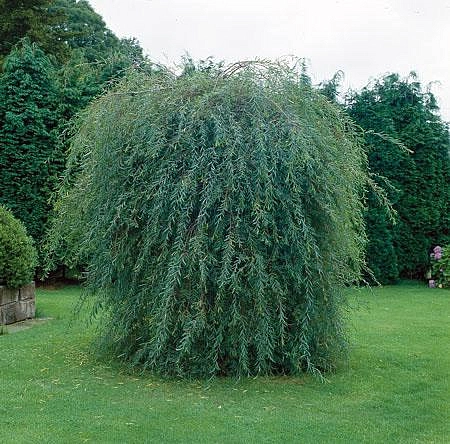 Ива пурпурная 'Пендула'