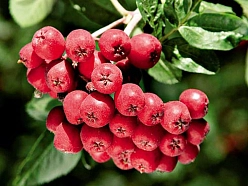 Рябина плодовая 'Рубиновая'