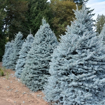 Ель колючая 'Мисти Блю'