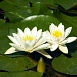 Кувшинка одората 'Альба'