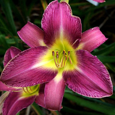 Лилейник гибридный 'Лавендер Дил'