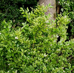 Бирючина овалолистная ( круглолистная)