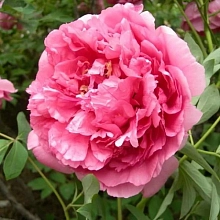 Пион древовидный 'Хиройс' (розовый)