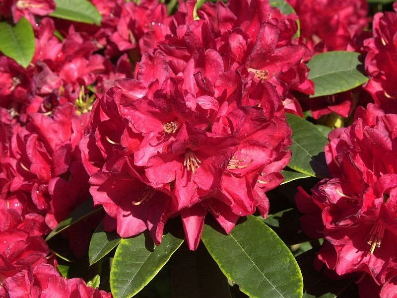 Рододендрон гибридный 'Бризанс' (красно-малиновый)