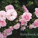 Роза 'Боника 82' (шраб, флорибунда, парковая) (розовая)		