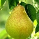Груша 'Верная'