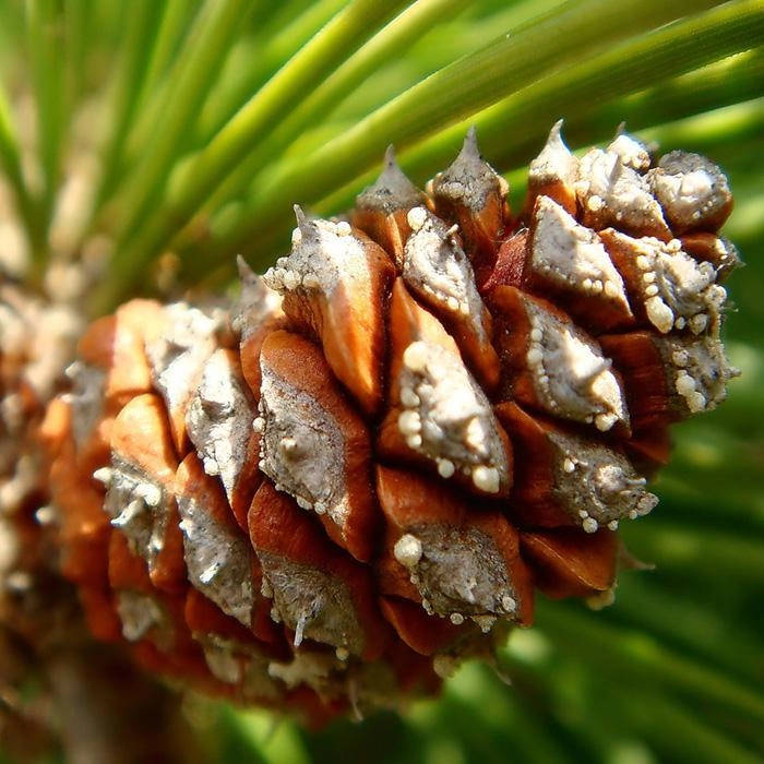 Сосна горная 'Пумилио'