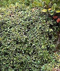 Кизильник Даммера