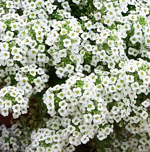 Алиссум морской (Лобулярия) 'Исте Боннет Сноу Кристалс'