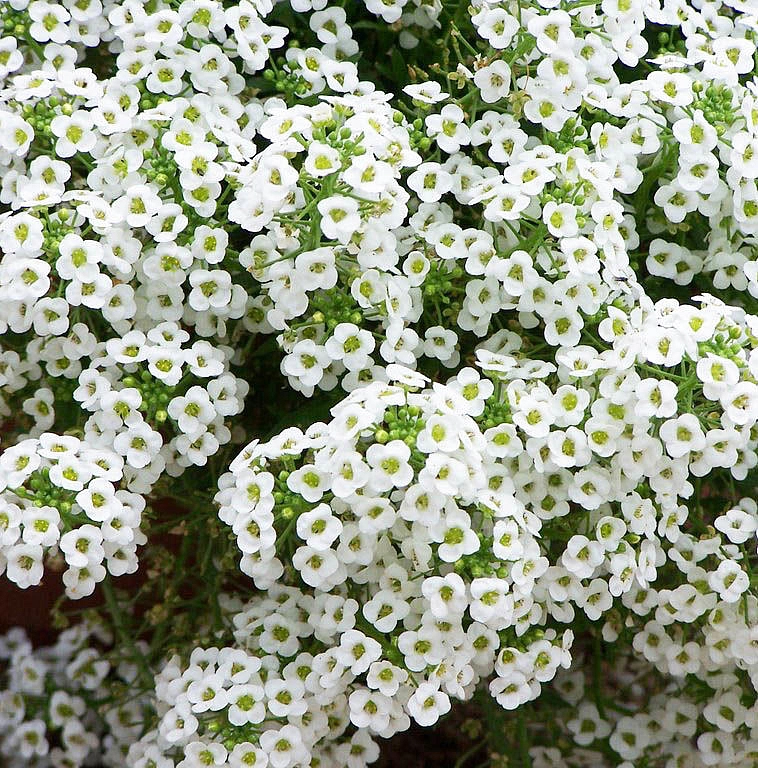 Алиссум морской (Лобулярия) 'Исте Боннет Сноу Кристалс'