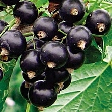Смородина черная 'Смуглянка'
