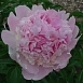 Пион молочноцветковый 'Энджел Чикс' (светло розовый)