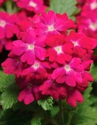 Вербена гибридная компактная 'Кварц Кармин Роуз' (розовая с глазком)