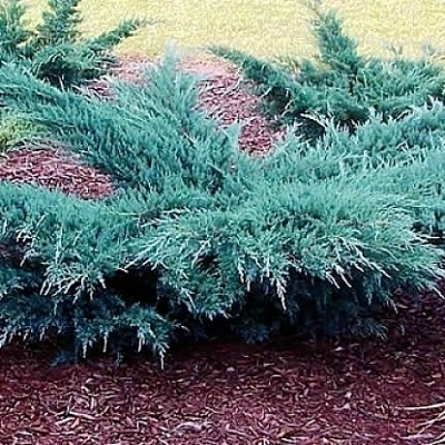 Можжевельник виргинский 'Грей Оул'