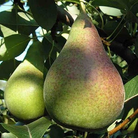 Груша 'Россошанская ранняя'