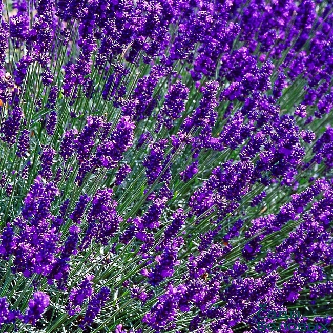 Лаванда узколистная 'Хидкот'