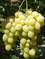 Виноград 'Лора' Виноград 'Лора'
