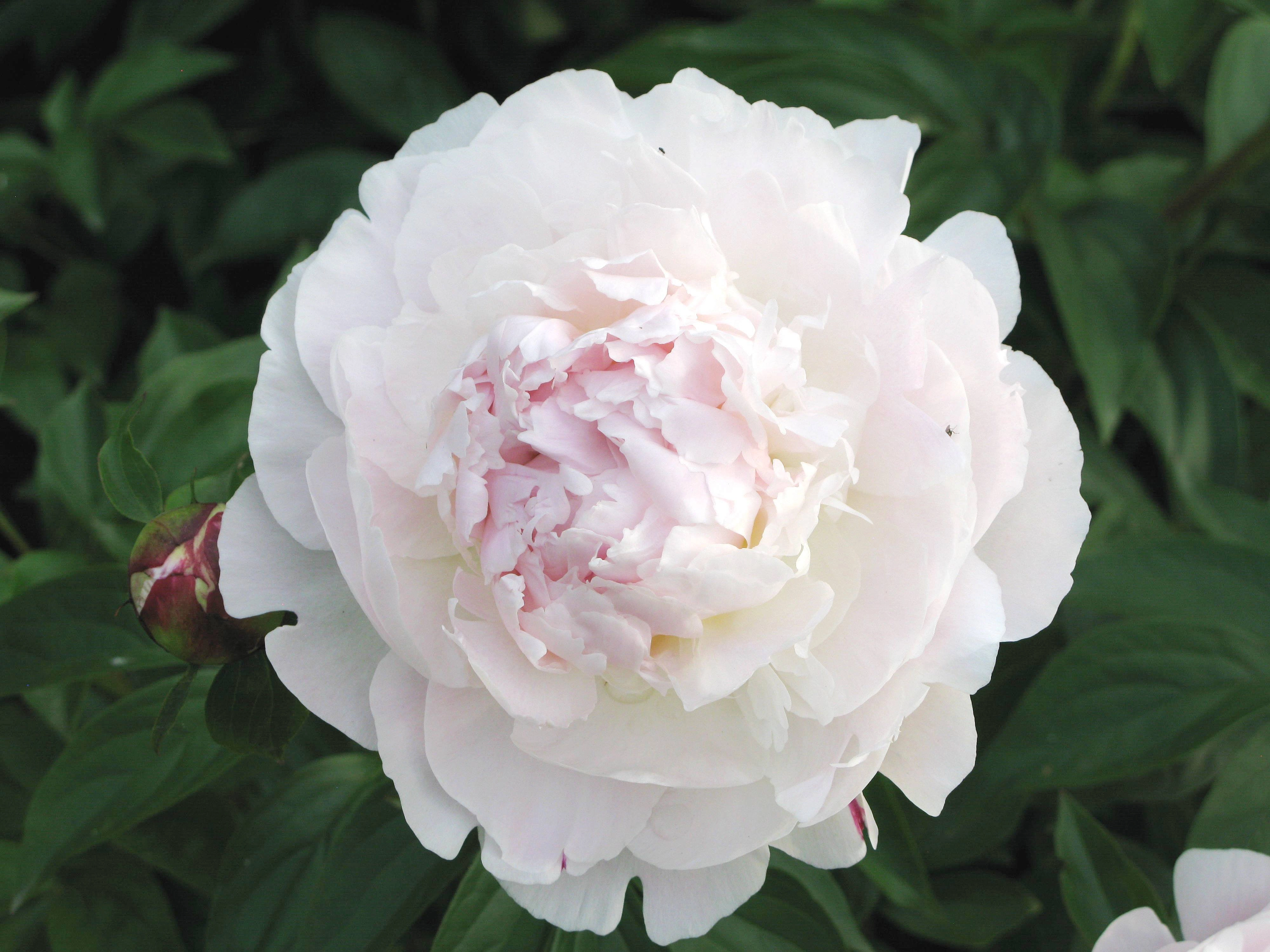 Пион молочноцветковый 'Ла Марш' (белый)