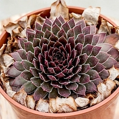 Молодило 'Корал Грей'