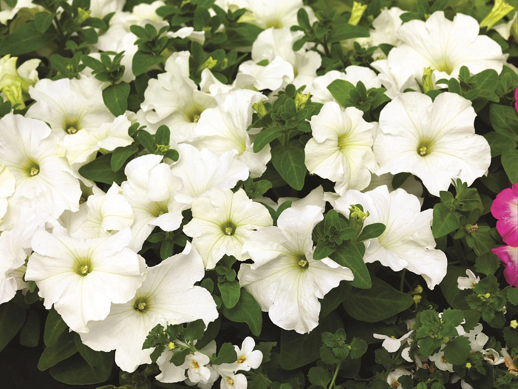 Петуния (сурфиния) гибридная 'Из Ридер Уайт' (белая)