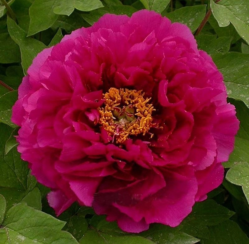 Пион древовидный 'Лу Янг Хонг' (розовый)