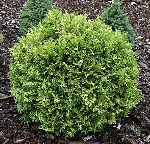 Туя западная 'Селена'