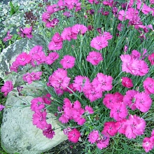 Гвоздика серовато-голубая 'Бадения'