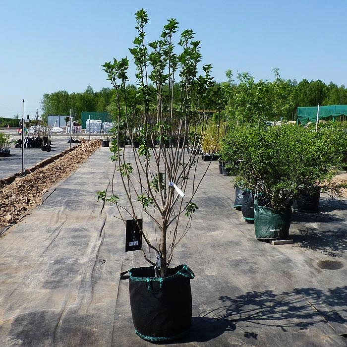 Сирень обыкновенная 'Шарль Жоли' (фиолетовая)