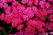 Тысячелистник обыкновенный (парковый) 'Церайс Квин'