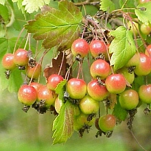 Яблоня 'Флорентина'