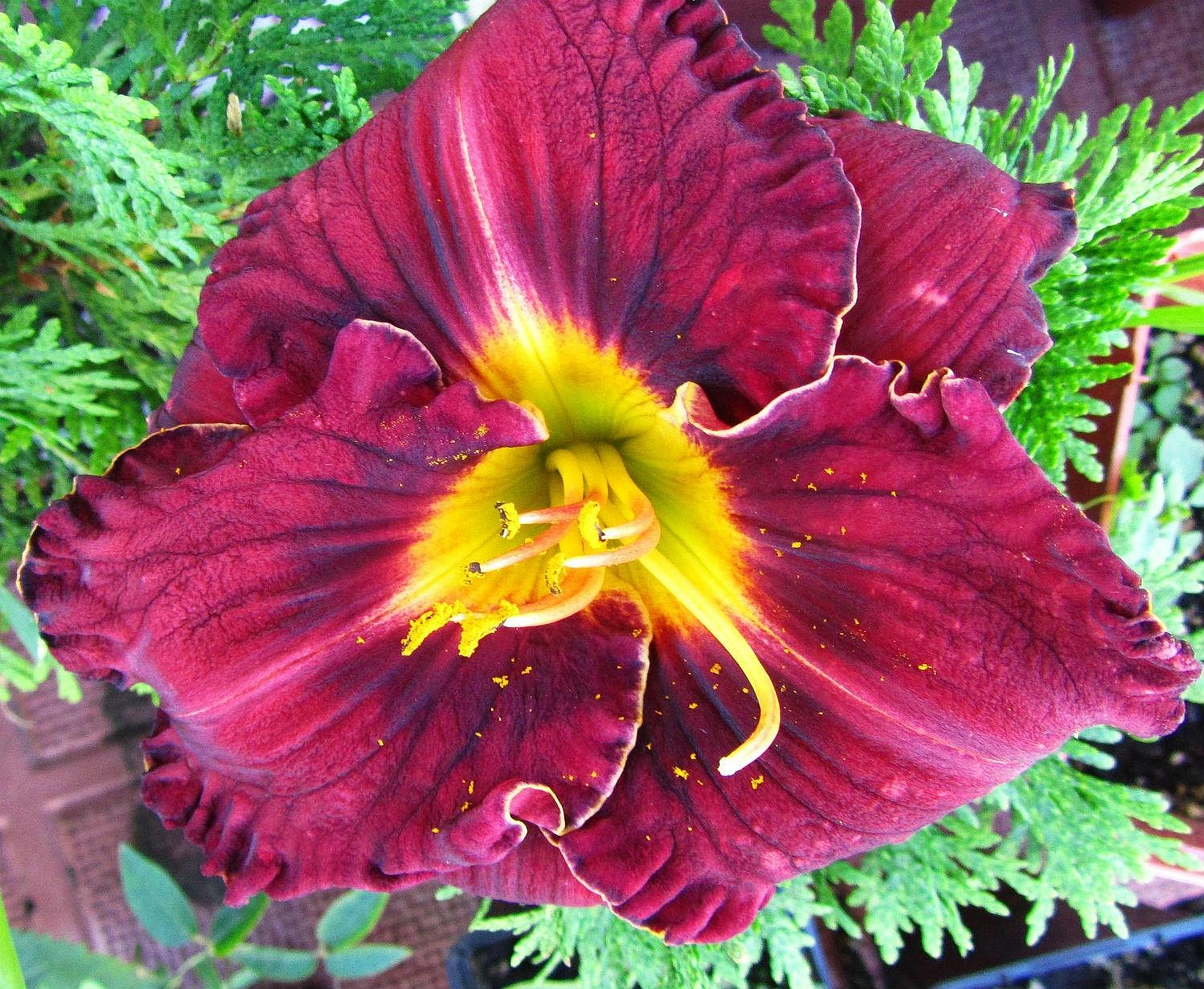 Лилейник гибридный 'Пеплишес'