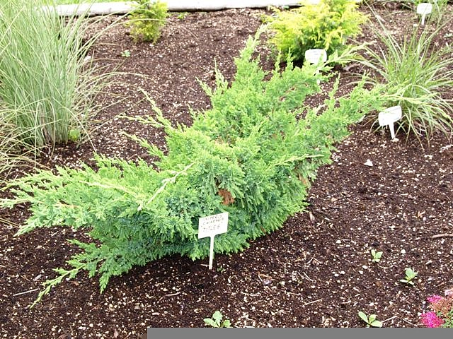 Можжевельник китайский 'Титлис'