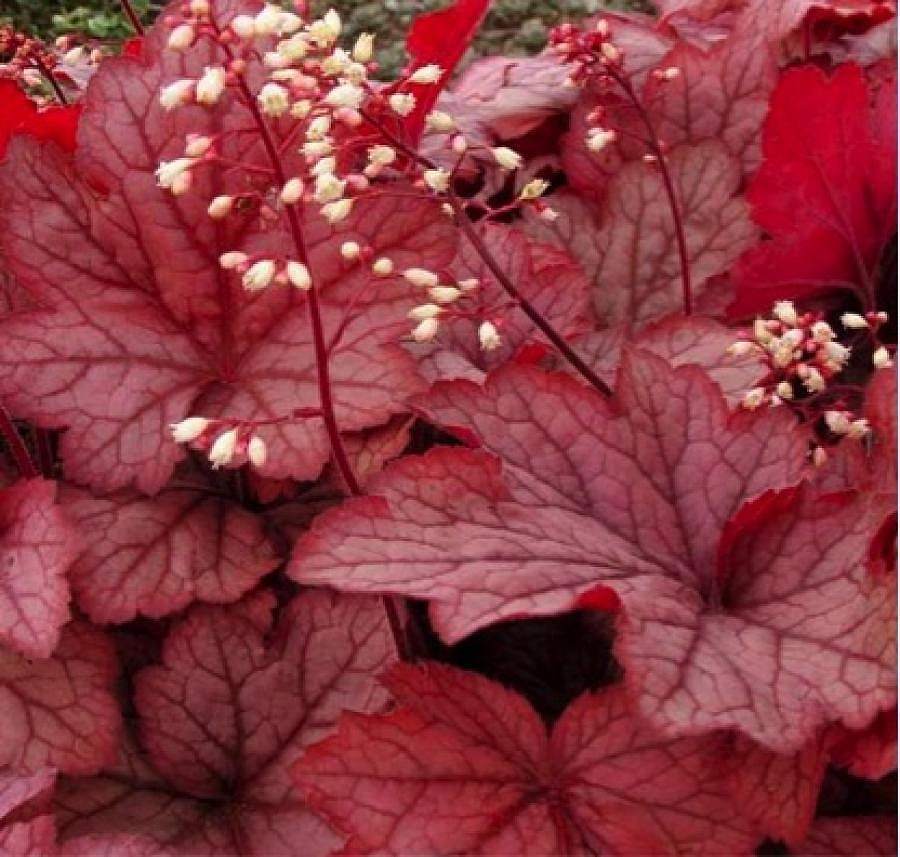 Гейхера гибридная 'Пинк Пёрлз'