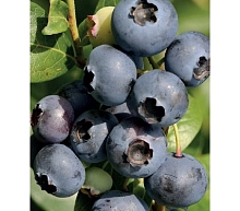 Голубика высокорослая 'Элизабет'